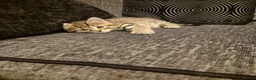 Mixed Breed cats for sale: 2 beautiful kittens for sale! - Advert 6