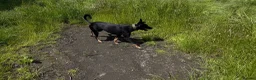 Mixed Breed dogs for sale: Dog for rehoming  in Whitley Bay - Advert 6