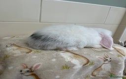 Mini Lop rabbits for sale: BEAUTIFUL MINI LOP BABIES READY NOW  - Image 3