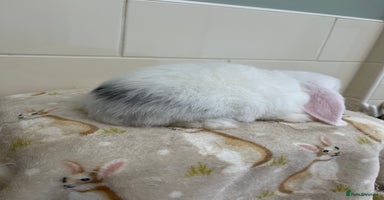 Mini Lop rabbits - Advert 1