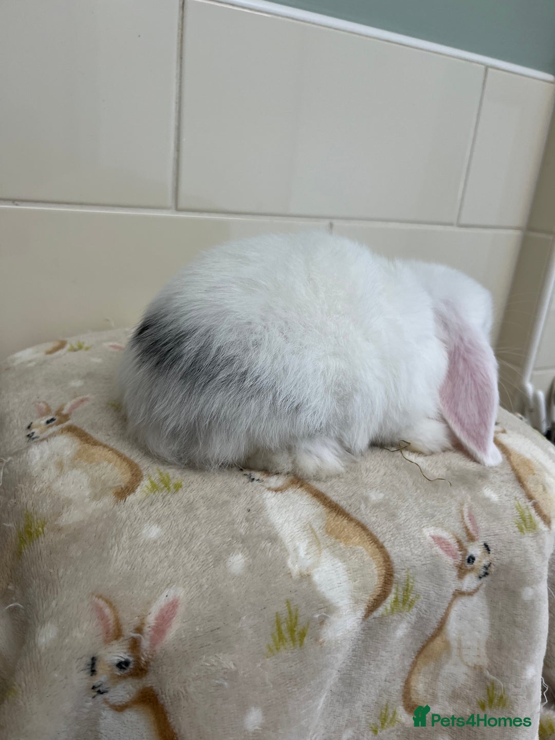 Mini Lop rabbits for sale: BEAUTIFUL MINI LOP BABIES READY NOW  - Image 3