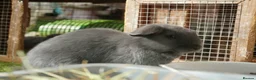 Mixed Breed rabbits for sale: Beautiful Rabbits - READY TO LEAVE - Advert 3