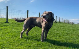 Labrador Retriever dogs for sale: Health Tested KC Registered Labradors - Image 13