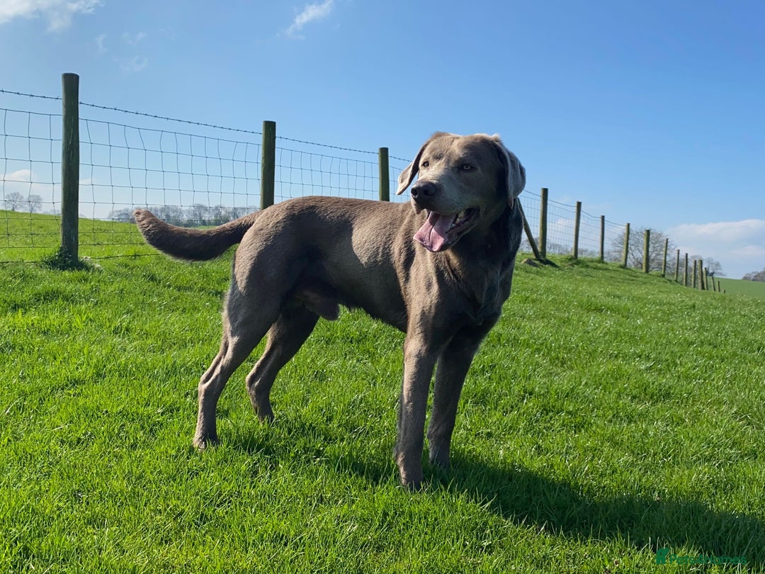 Labrador Retriever dogs for sale: Health Tested KC Registered Labradors - Image 13