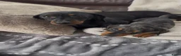 Miniature Dachshund dogs for sale: Miniature Dachshund KC Registered - Advert 12
