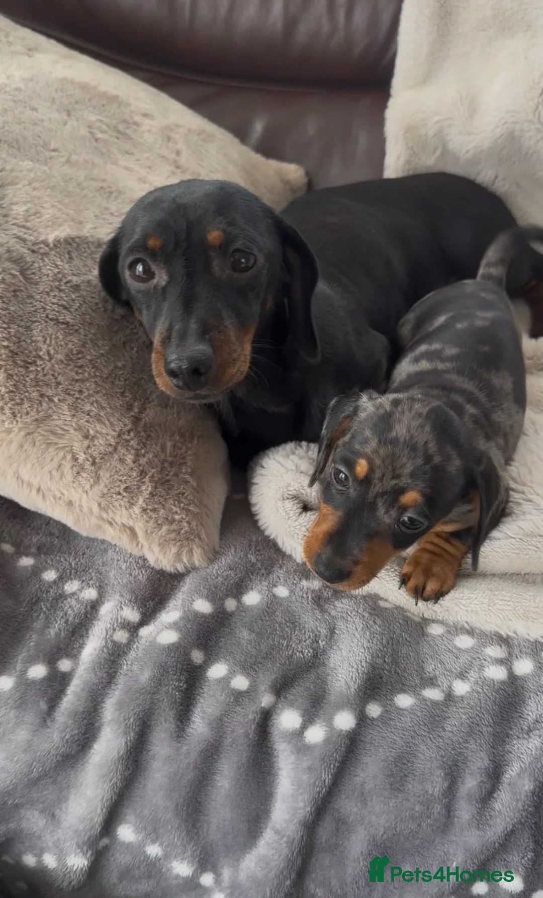 Miniature Dachshund dogs for sale: Miniature Dachshund KC Registered - Advert 12