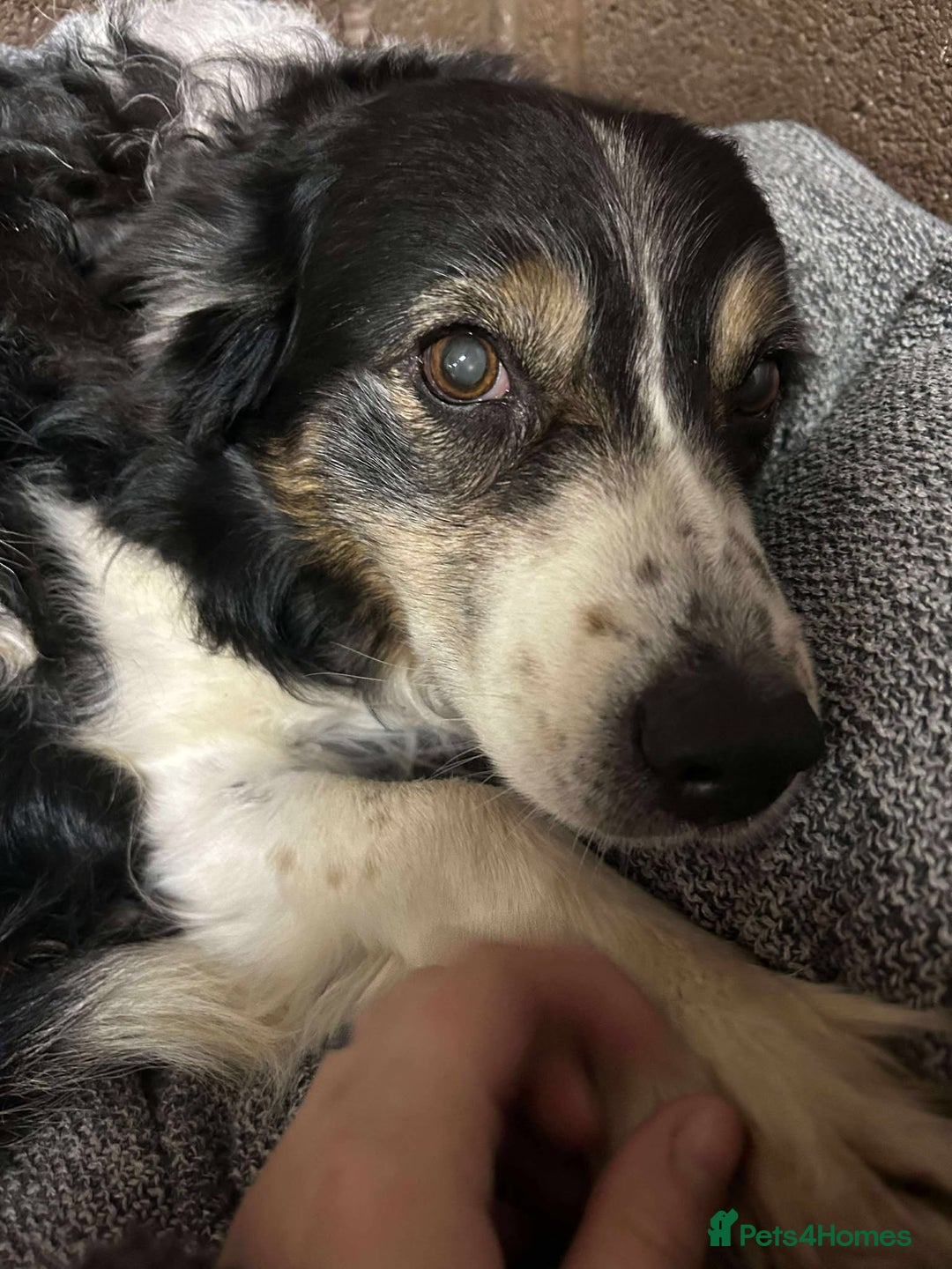 Mixed Breed dogs for adoption: JAZZ - Forever Foster  - Advert 2