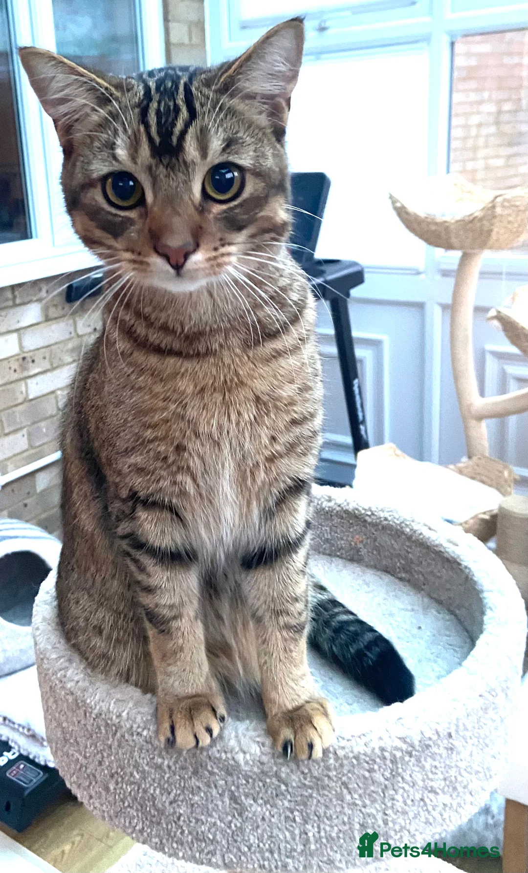 Mixed Breed cats for sale: Persian mix 9 month old kitten 💙 - Advert 4