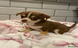 Chihuahua dogs for sale: Chihuahua puppies for sale  - Image 11