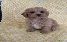 Maltipoo dogs for sale: WAITING LIST NOW OPEN Beautiful h/tested maltipoos - Image 3