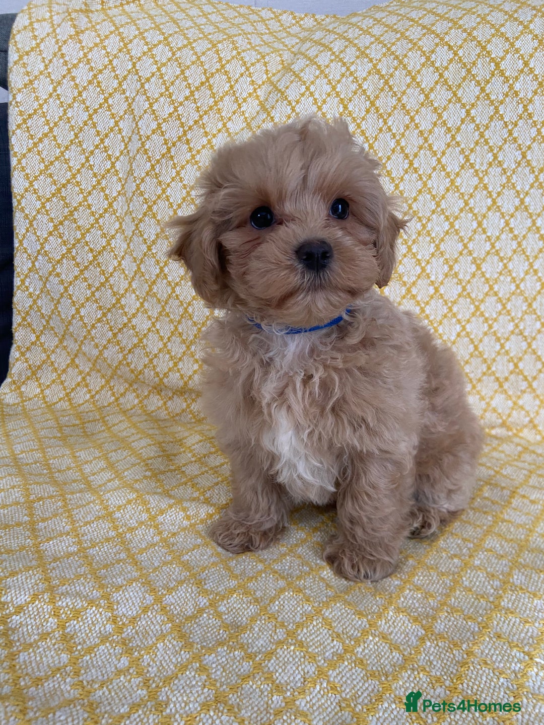 Maltipoo dogs for sale: WAITING LIST NOW OPEN Beautiful h/tested maltipoos - Image 3