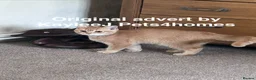 British Shorthair cats for sale: REDUCED GCCF Reg. BSH Kittens Golden & Red READY🌟 - Advert 8