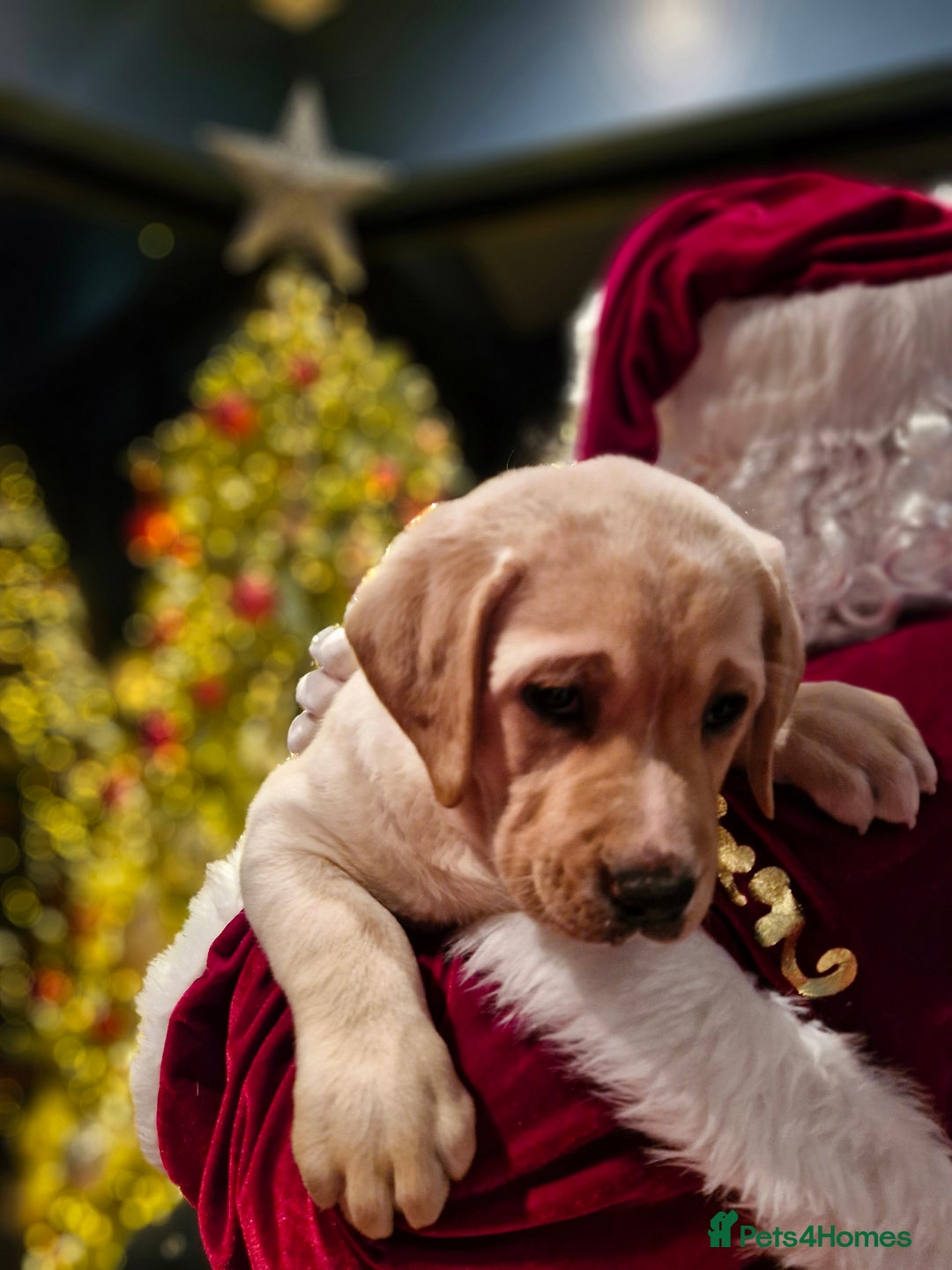 Labrador Retriever dogs for sale: Only 1 female left - Advert 7