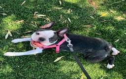 Boston Terrier dogs for sale: Beautiful Boston Terrier - Image 5