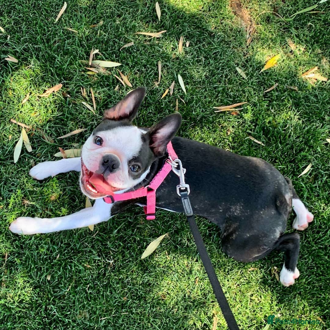 Boston Terrier dogs for sale: Beautiful Boston Terrier - Image 5