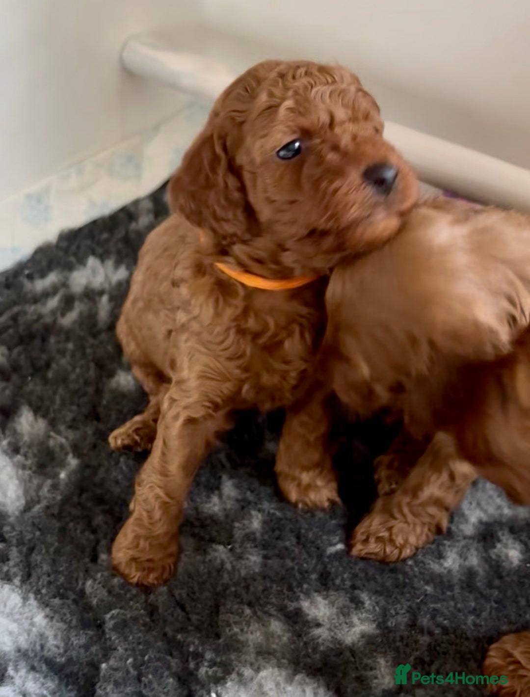 Cockapoo dogs for sale: Stunning Fox Red F1B Cockapoos only 1 girls left - Image 32