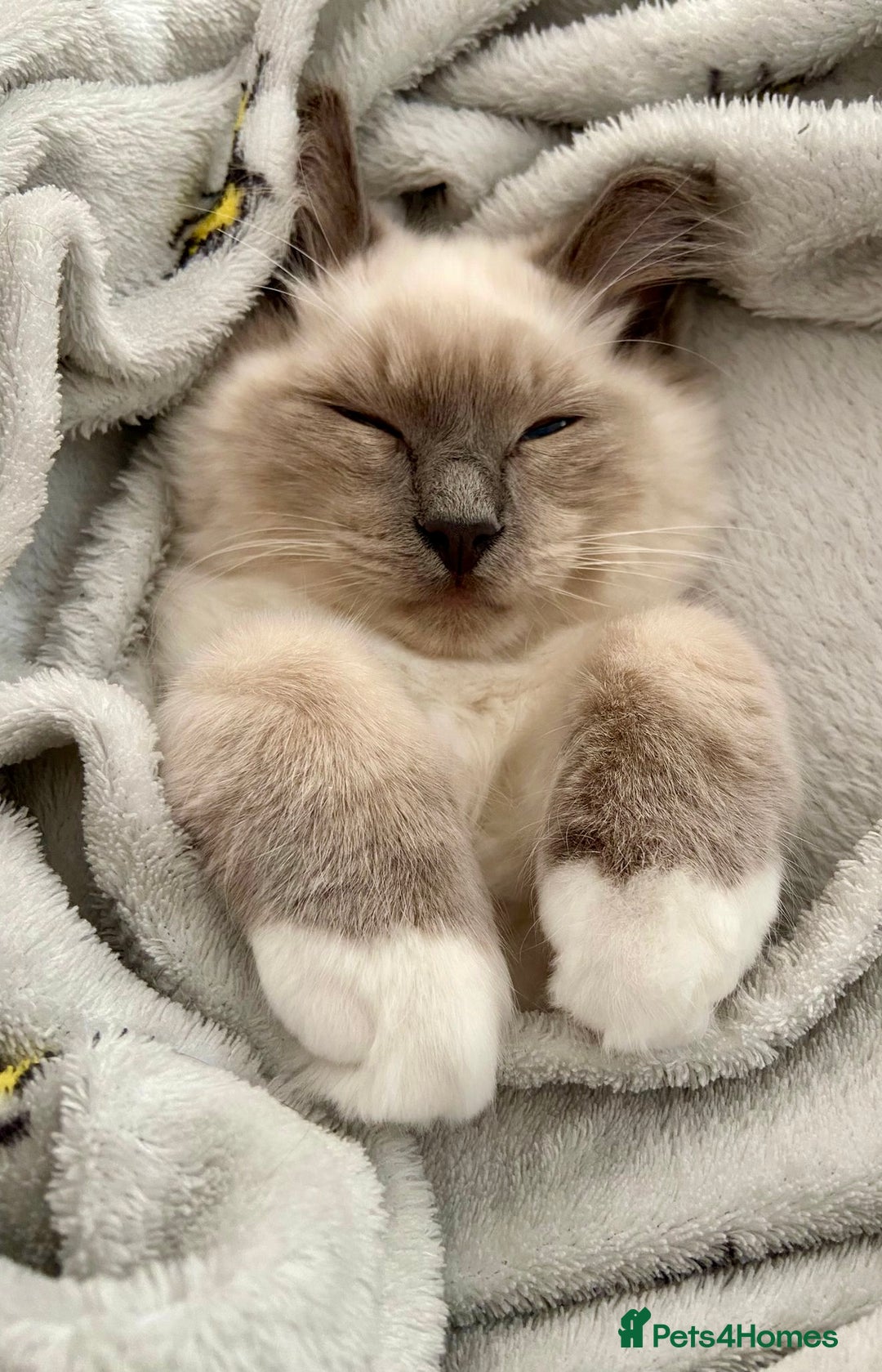 Ragdoll cats for sale: Gorgeous Mitted Bluepoint Ragdoll - Image 7