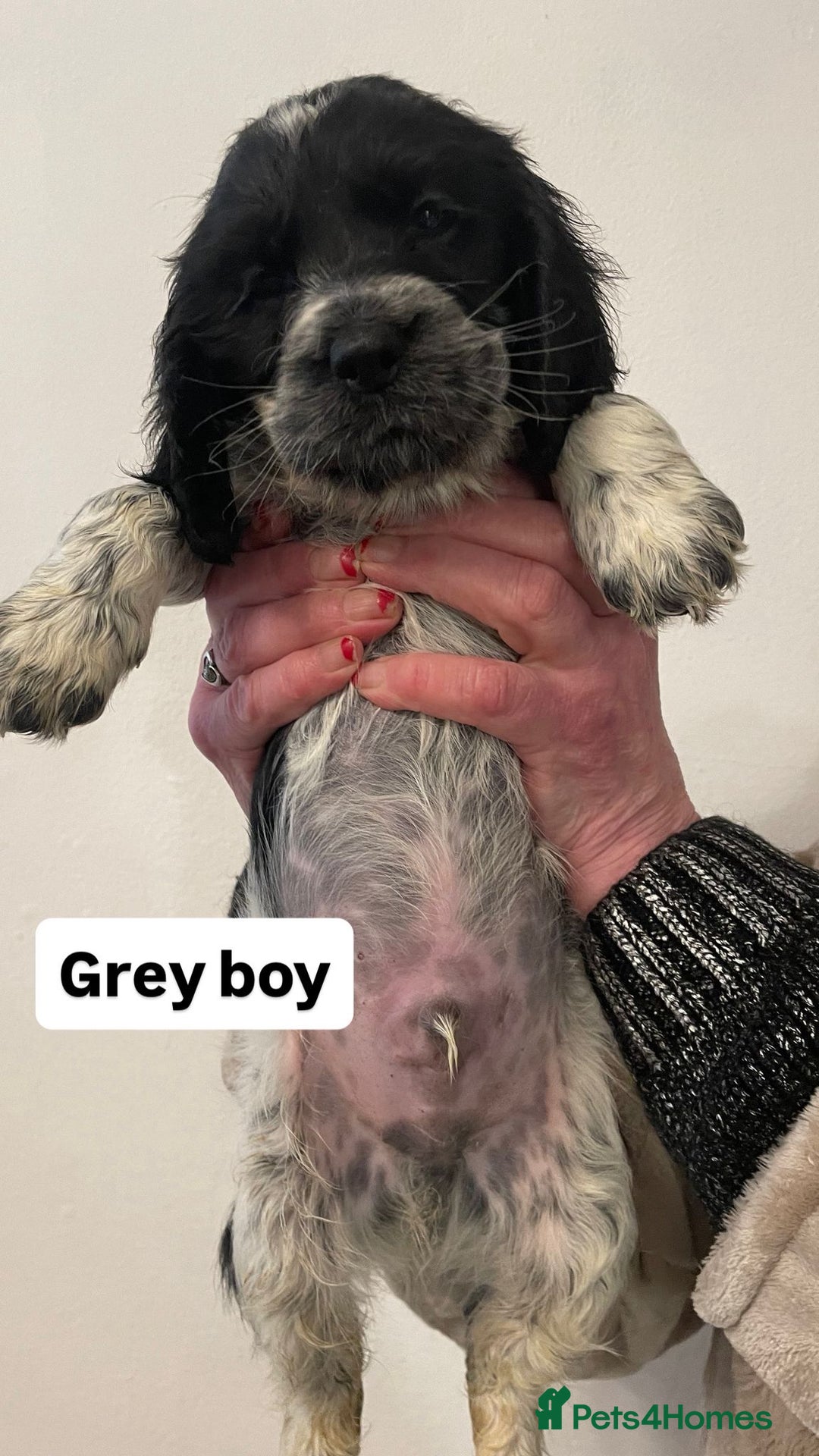 Sprocker dogs for sale: Sproker Spaniels For Sale - Advert 11