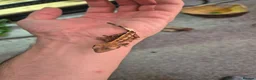 Gecko reptiles for sale: Female Crested Gecko - Advert 5