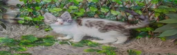 Maine Coon cats for sale: Tica registered ready now - Advert 7