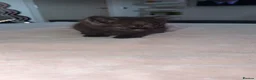 British Shorthair cats for sale: British Blue Shorhair Kittens  - Advert 19