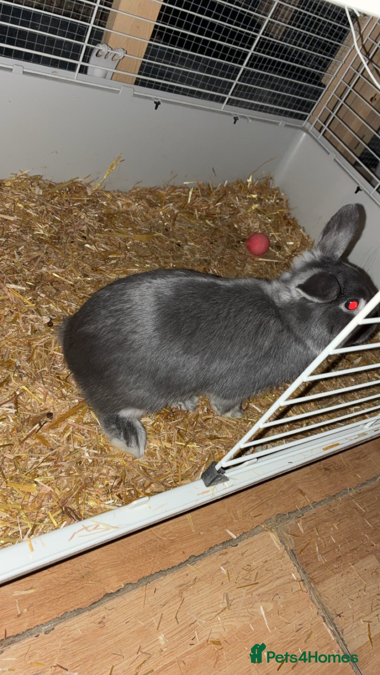 English Lop rabbits Lop ear rabbit for sale  - Advert 2