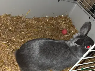 English Lop rabbits Lop ear rabbit for sale - Advert 2