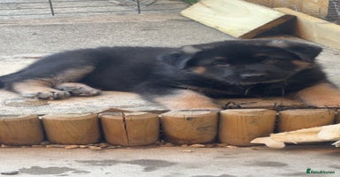 Mixed Breed dogs - Advert 2