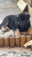 Mixed Breed dogs - Advert 5