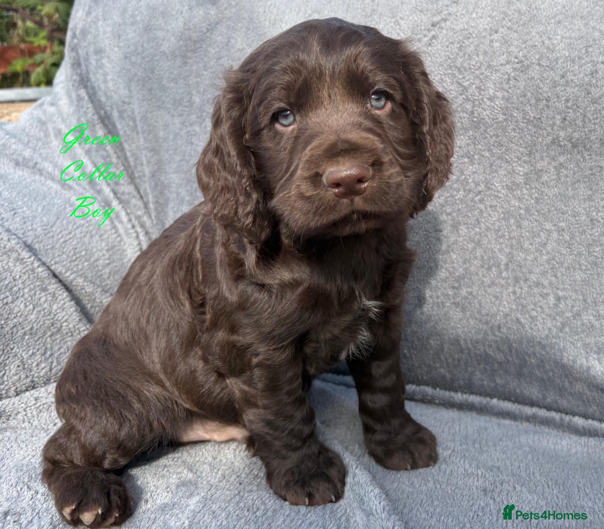 Cocker Spaniel dogs Gorgeous KC reg Cocker Spaniel pups (working type) - Advert 1
