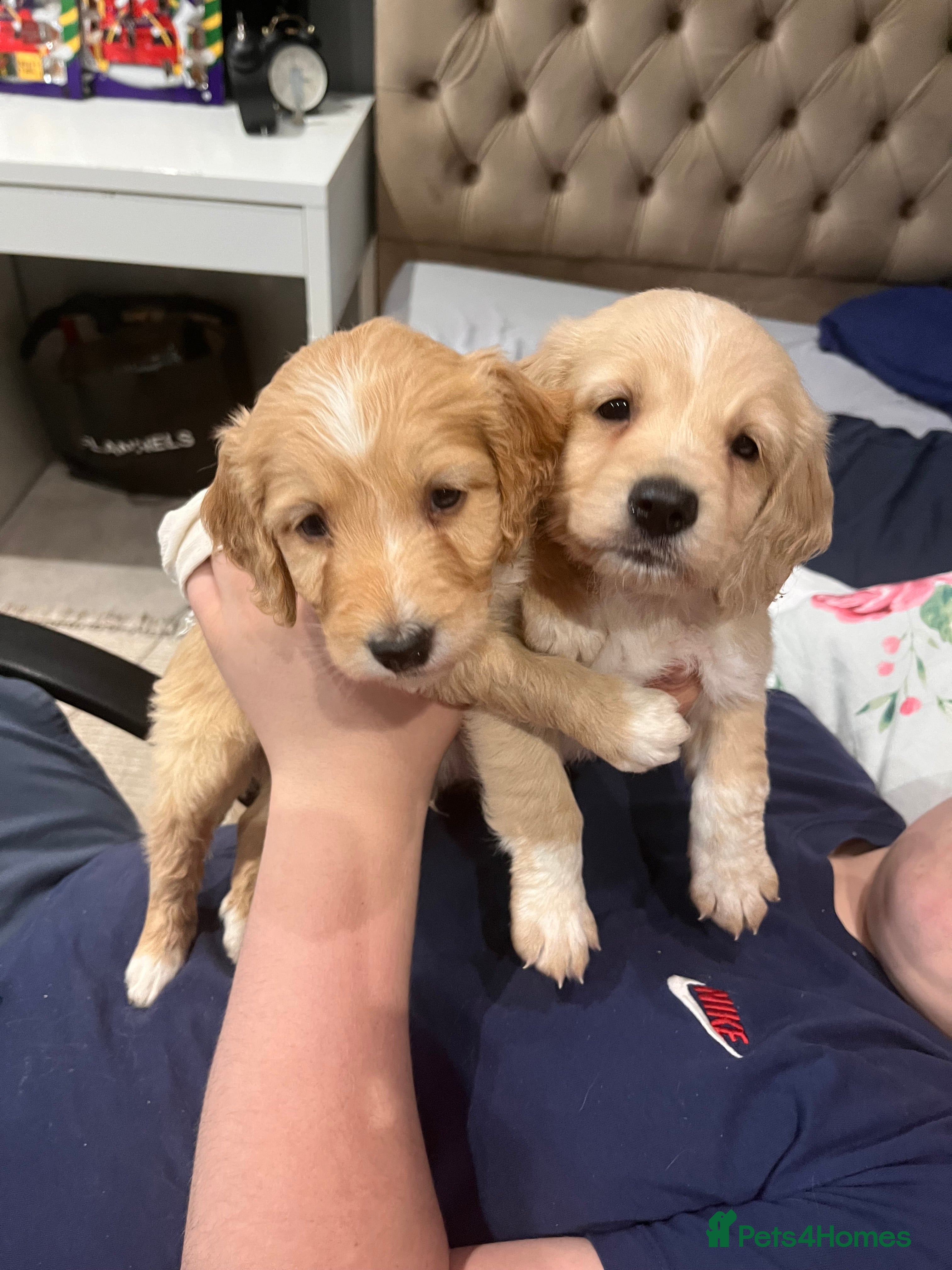 Cockapoo dogs Beautiful cockapoo pups READY NOW - Advert 1