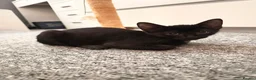 Mixed Breed cats for sale: Sphynx Mix Kittens - Advert 3