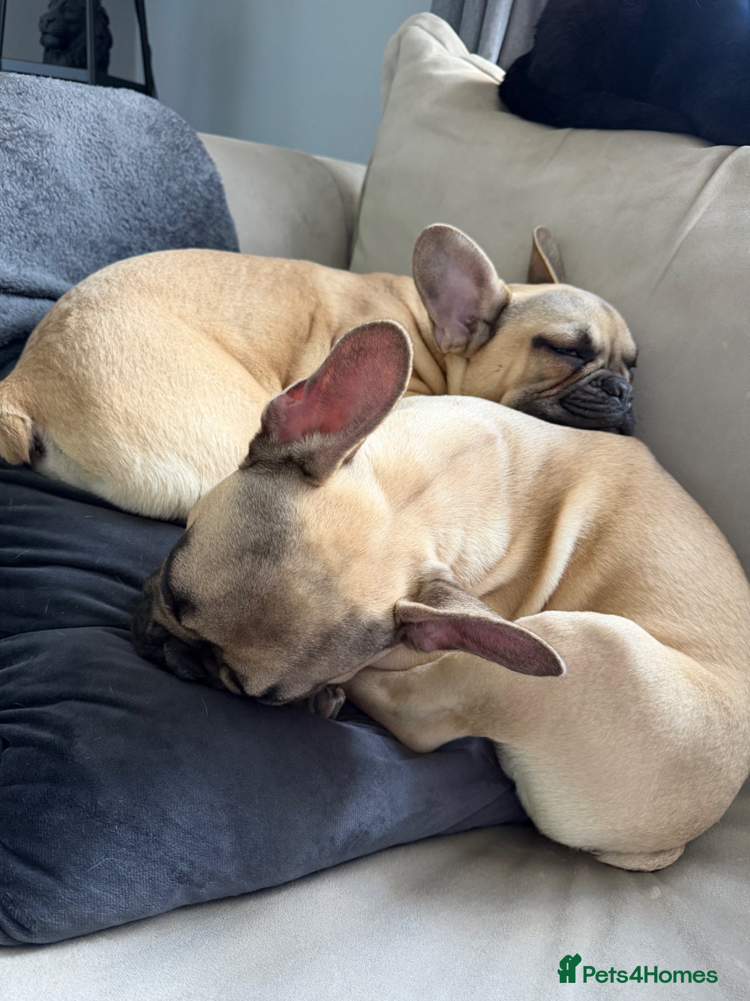 French Bulldog dogs French bulldogs  - Advert 1