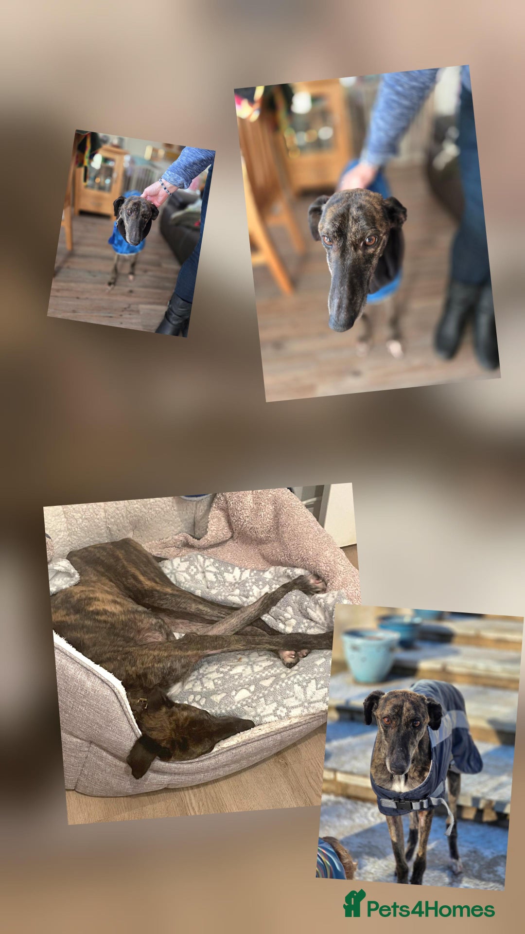 Lurcher dogs for adoption: Beautiful Daisy  - Advert 4