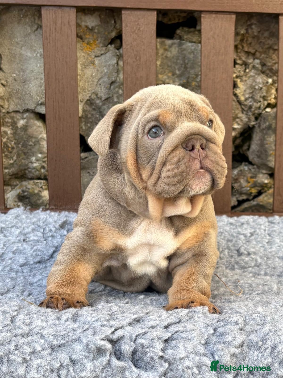 English Bulldog dogs Ready next week! KC reg English bulldog puppies  - Advert 3