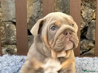 English Bulldog dogs Ready next week! KC reg English bulldog puppies - Advert 3