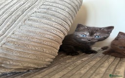 British Shorthair cats for sale: British shorthair kittens  - Image 6