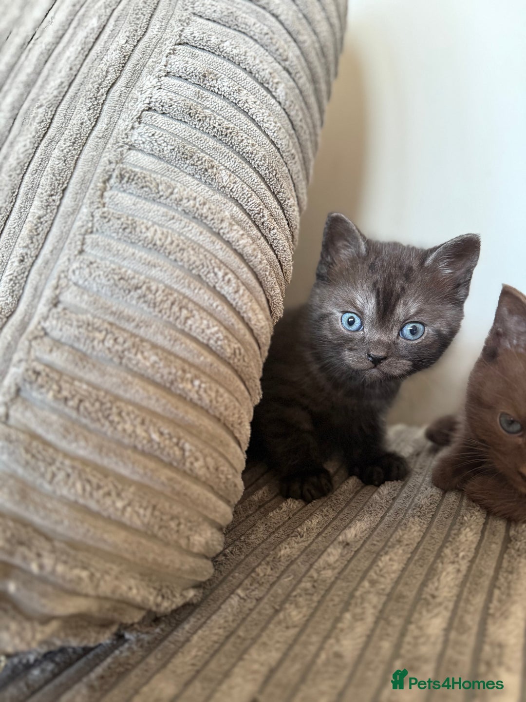 British Shorthair cats for sale: British shorthair kittens  - Image 6