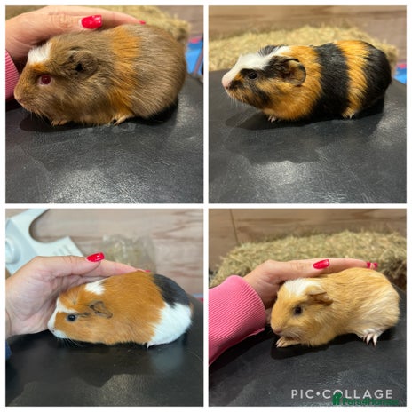 Guinea Pig rodents - Advert 3
