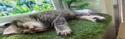 Mixed Breed cats for sale: 🌻1boy Left Domestic Long-Haired🌻  - Advert 6