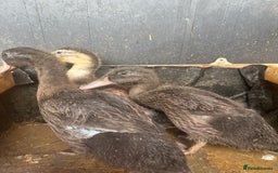 Ducks poultry for sale: Baby ducks for sale - Image 3