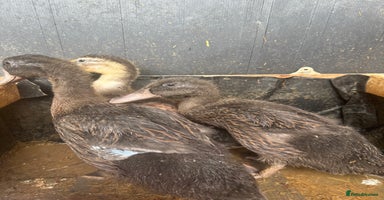 Ducks poultry - Advert 8