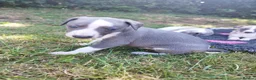 Whippet dogs for sale: Stunning coloured whippet puppies  - Advert 15