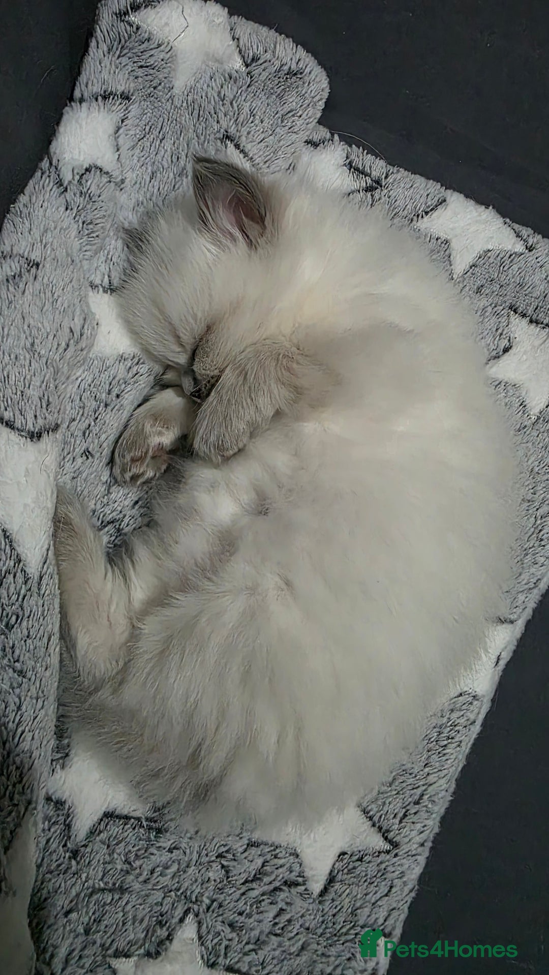 Ragdoll cats for sale: Ragdoll Blue Point Male Kitten - Advert 2