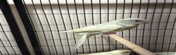 Parakeets birds for sale: Kakariki parakeet  - Advert 3