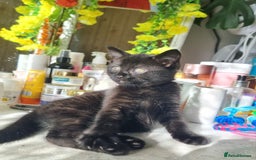 Mixed Breed cats for sale: Phoenix, Cloudy and Rose  - Image 11