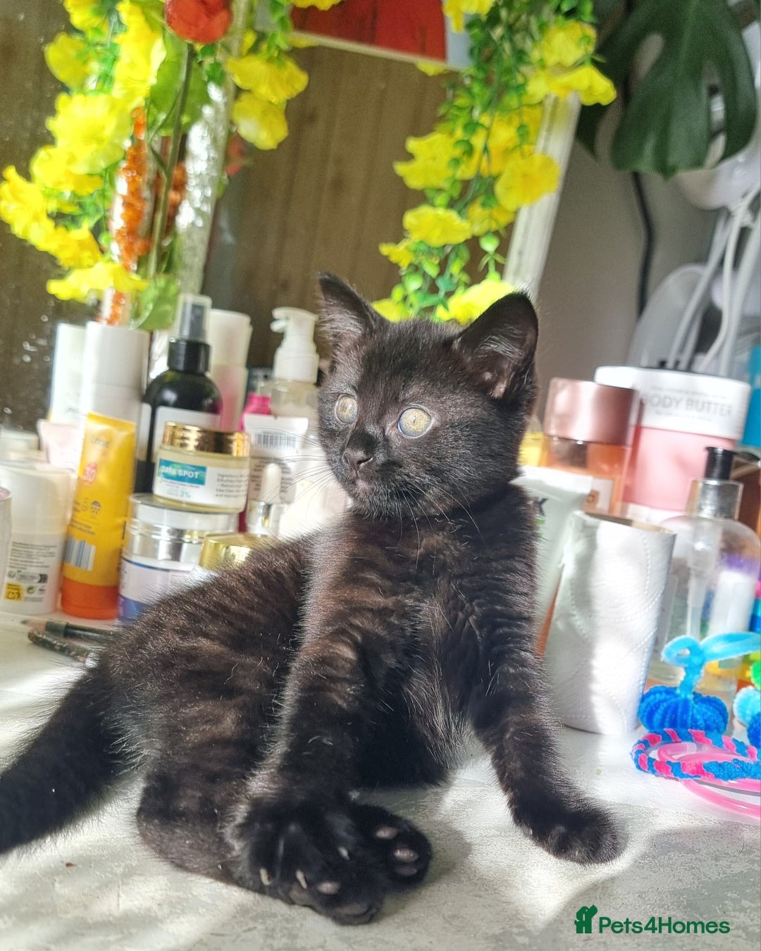 Mixed Breed cats for sale: Phoenix, Cloudy and Rose  - Image 11