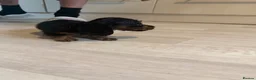 Miniature Dachshund dogs for sale: Miniature Dachshund long haired (KC REG) - Advert 3
