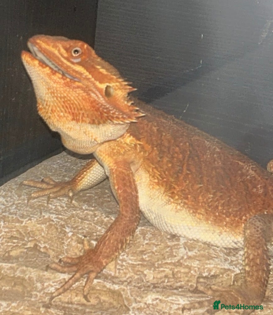 Bearded Dragon reptiles Female beard dragon  - Advert 1