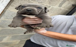 Cane Corso dogs for sale: Top Quality Purebred 8 Blue Cane Corso Puppies  - Advert 15